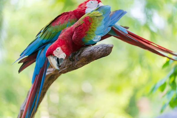 Dallardaki Renkli Papağanlar Tropikal Orman Doğasından Gelen Vahşi Yaşam — Stok fotoğraf