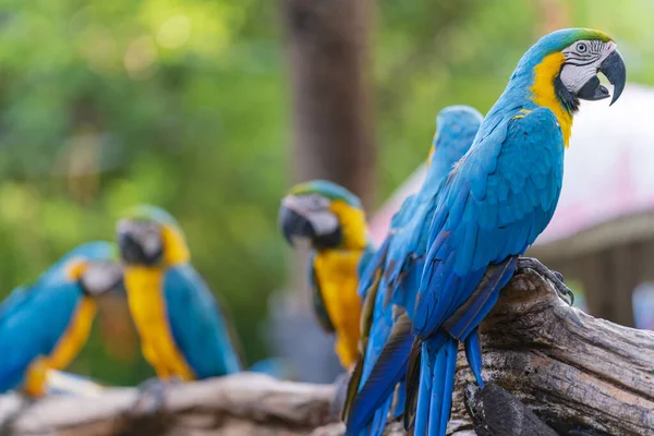 Grupa Kolorowe Macaw Gałęziach Dzikie Zwierzęta Tropikalnej Przyrody Leśnej — Zdjęcie stockowe