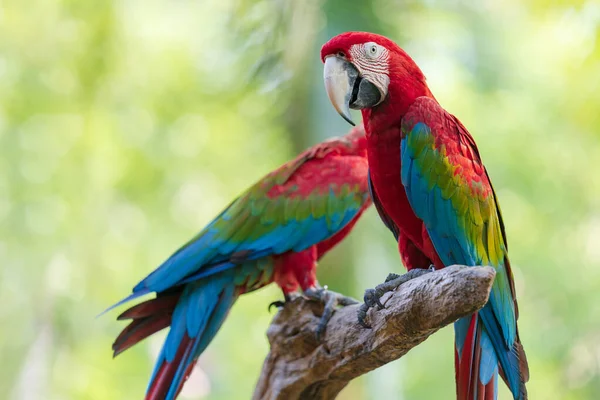 Gruppe Farverige Macaw Grene Wildlife Fra Tropisk Skov Natur - Stock-foto