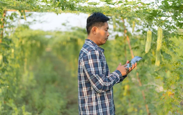 Smart farming agriculture concept, Agricultural Research Officer, Technology monitor on tablet at bitter gourd or bitter melon growth on tree in organic vegetable farm