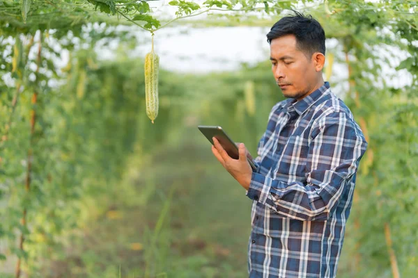Smart farming agriculture concept, Agricultural Research Officer, Technology monitor on tablet at bitter gourd or bitter melon growth on tree in organic vegetable farm