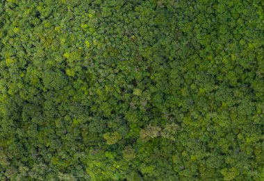 Top view, Rainforest-fertile forest background taken with a drone.