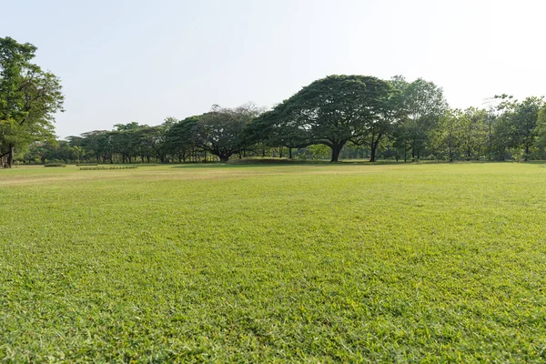 草地上的树 美丽的公园里的草和绿树 — 图库照片