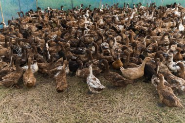 Large group of indian runner ducks walking gracefully in a lush farm field, adding wildlife charm to the rural landscape clipart