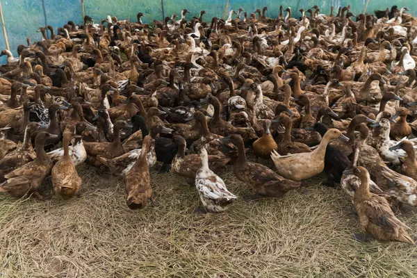 Büyük bir Hint koşucu ördek grubu verimli bir tarlada zarifçe yürüyor ve kırsal alana vahşi yaşam cazibesi katıyor.