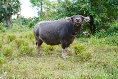 Etkileyici boynuzları olan büyük su bufaloları canlı yeşil bir alanda huzur içinde otluyor ve doğal ortamının huzurunun tadını çıkarıyor.