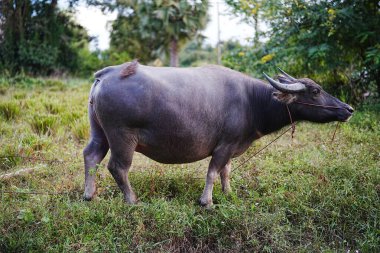 Etkileyici boynuzları olan büyük su bufaloları canlı yeşil bir alanda huzur içinde otluyor ve doğal ortamının huzurunun tadını çıkarıyor.