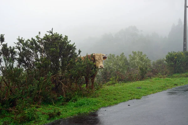 Cow Foggy Mountains Madeira — Stock Photo, Image