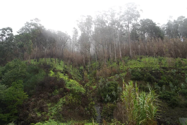 Nebel Den Grünen Bergen Auf Madeira — Stockfoto