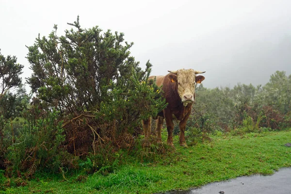 Madeira Nın Sisli Dağlarında Bir Inek — Stok fotoğraf