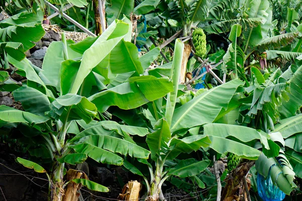 Μικρή Φυτεία Μπανάνας Στα Βουνά Της Μαδέιρα — Φωτογραφία Αρχείου