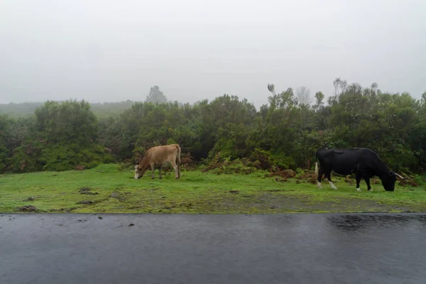 Корова Туманных Горах Мадейры — стоковое фото