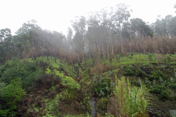 Nebbia Tra Verdi Montagne Sull Isola Madeira — Foto Stock