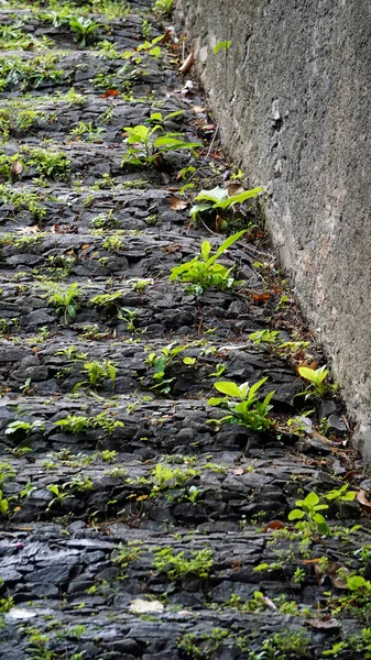Moss Overgrown Stone Stairway Monte Madeira — Stock Photo, Image