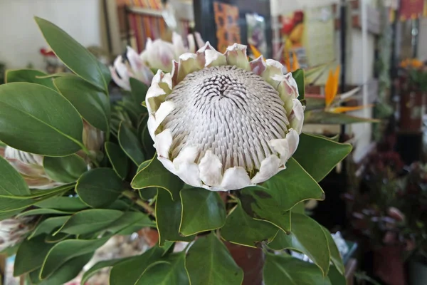 Πολύχρωμα Λουλούδια Στην Παραδοσιακή Αγροτική Αγορά Funchals — Φωτογραφία Αρχείου