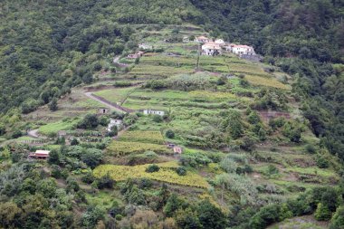 Madeira adasındaki yeşil dağlarda sis var.