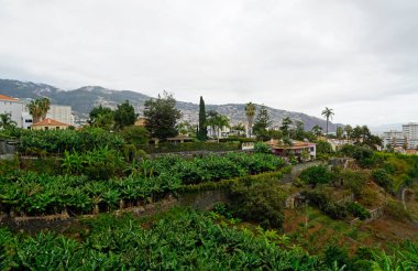 Madeira Adası 'ndaki funchal şehrinin manzarası
