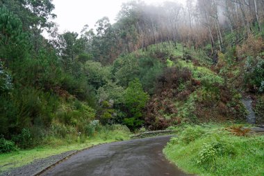Madeira adasındaki sokak manzarası