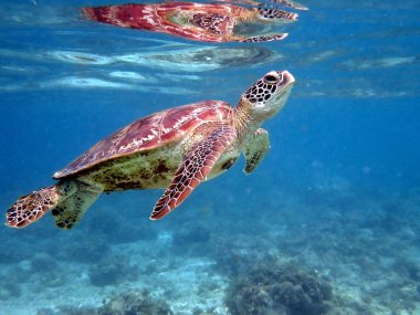 Cebu Adası 'ndaki Moalboal' da bir deniz kaplumbağasıyla şnorkelle yüzmek.