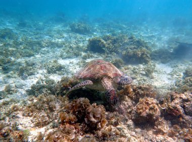 Cebu Adası 'ndaki Moalboal' da bir deniz kaplumbağasıyla şnorkelle yüzmek.