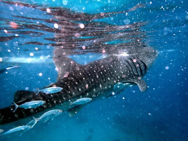 Κοντά Στην Φάλαινα Στον Ανοιχτό Ωκεανό Στο Νησί Cebu — Φωτογραφία Αρχείου