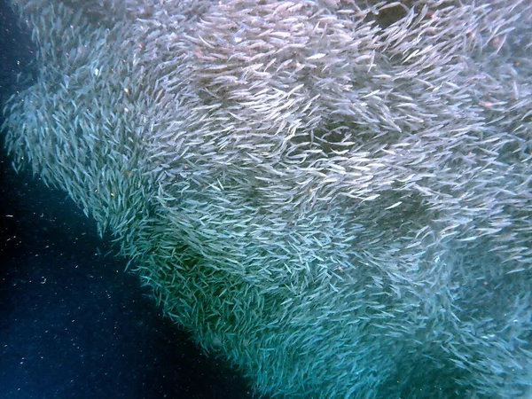 Enxame Sardinhas Oceano Pacífico Perto Moalboal Ilha Cebu — Fotografia de Stock