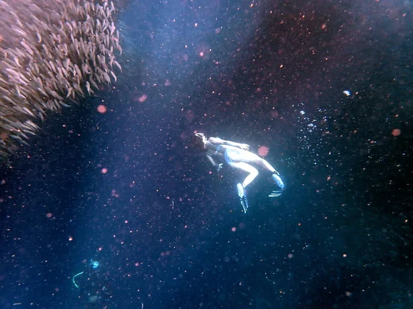 Σμήνος Σαρδέλων Στον Ειρηνικό Ωκεανό Κοντά Στο Moalboal Στο Νησί — Φωτογραφία Αρχείου