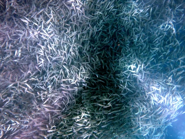 Sardinenschwarm Pazifik Bei Moalboal Auf Der Insel Cebu — Stockfoto