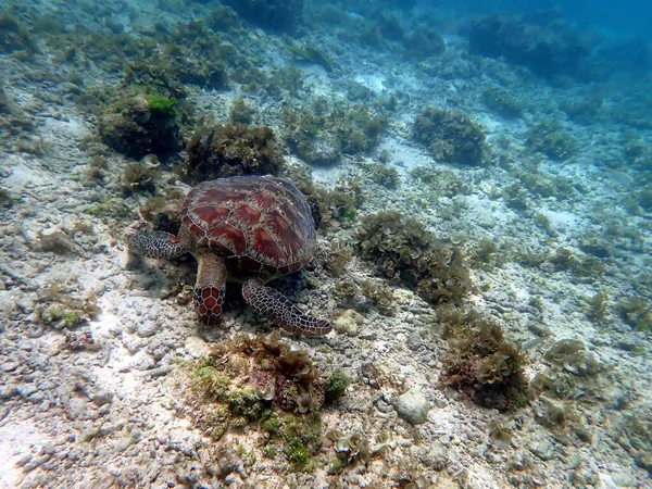 Cebu Adası Ndaki Moalboal Bir Deniz Kaplumbağasıyla Şnorkelle Yüzmek — Stok fotoğraf
