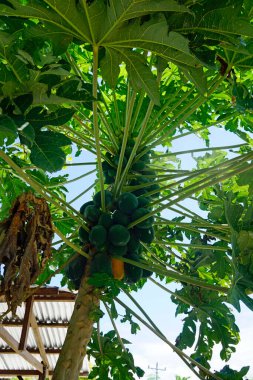 Cece adasındaki bir ağaçta olgun papaya meyvesi.