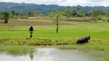 Filipinlerdeki Bohol Adası 'ndaki manzaralı pirinç tarlaları