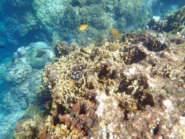 Cebu adasındaki renkli sualtı manzarası