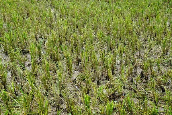 Scenic Rice Fields Bohol Island Philippines — Stock Photo, Image