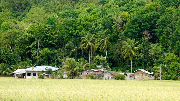 Malownicze Pola Ryżowe Wyspie Bohol Filipinach — Zdjęcie stockowe