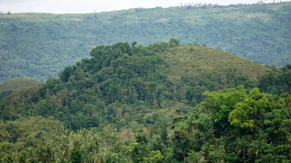 stock image the chocolate hills of bohol on the philippines change their color to dark brown in autumn 