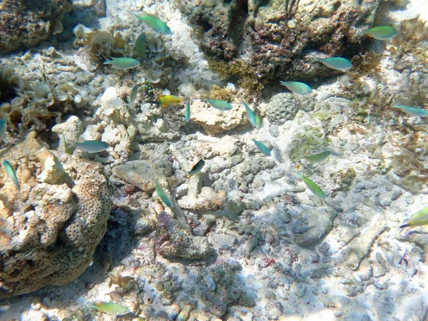 Kleurrijke Onderwaterlandschap Het Filippijnse Eiland Cebu — Stockfoto