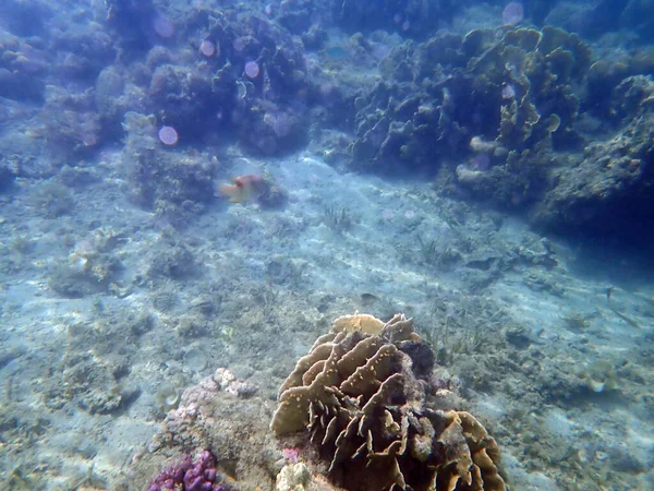 菲律宾塞布岛多姿多彩的水下景观 — 图库照片