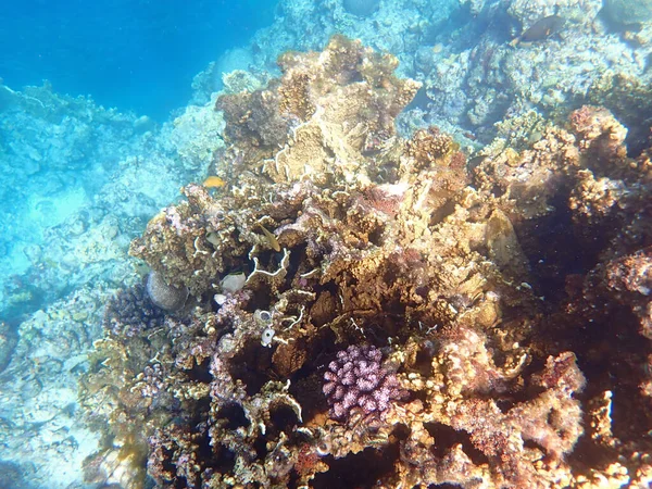 Colorful Underwater Landscape Philippine Island Cebu — Stock Photo, Image