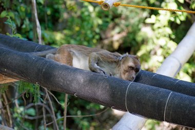 Filipinler 'deki Makakka maymunları ion cebu adası