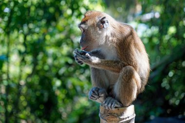 Filipinler 'deki Makakka maymunları ion cebu adası