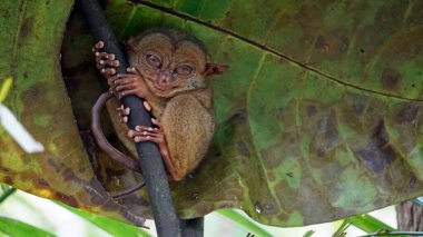 Filipinler 'deki Bohol Adası' ndaki ağaçta Tarsier Maymun Portresi (Tarsius Syrichta)