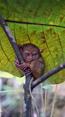 Filipinler 'deki Bohol Adası' ndaki ağaçta Tarsier Maymun Portresi (Tarsius Syrichta)