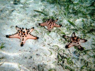 Cebu adasındaki moalboal sualtı dünyası - renkli deniz yıldızı 