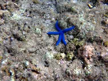 Cebu adasındaki moalboal sualtı dünyası - renkli deniz yıldızı 