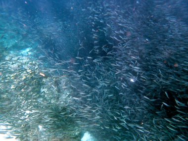 Cebu Adası yakınlarındaki Pasifik Okyanusu 'nda sardalya sürüsü.
