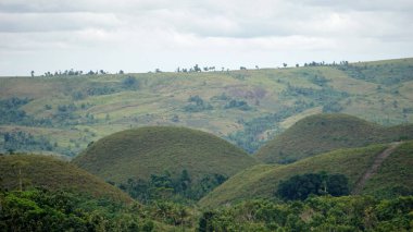 Filipinlerdeki bohol 'un çikolata tepeleri sonbaharda koyu kahverengiye döner. 