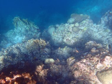 Cebu adasındaki renkli sualtı manzarası