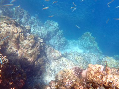 Cebu adasındaki renkli sualtı manzarası