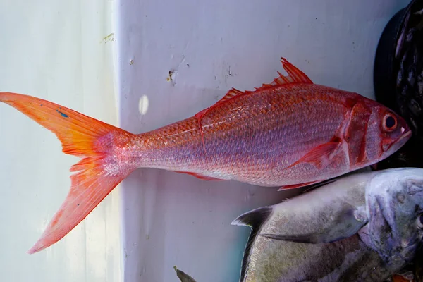 Świeże Ryby Wioski Rybackiej Filipinach — Zdjęcie stockowe