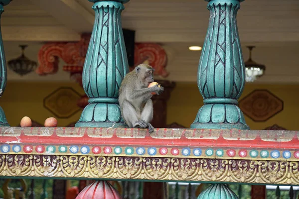 Scimmie Selvatiche Vivono Tempio Batu Grotta Kuala Lumpur — Foto Stock
